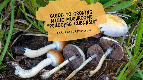 Exploring the World of Magic Carpet Mushrooms: A Mushroom Hunter's Guide